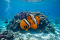 Clown Fish Keychain