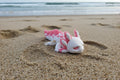 White and Pink Axolotls