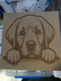 Lab puppy